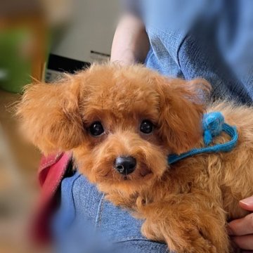 トイプードル(ティーカップ)【千葉県・女の子・2022年11月11日・レッド】の写真「ティーカップほぼ確定」