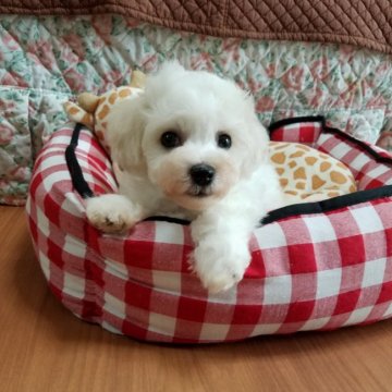 ビションフリーゼ【千葉県・男の子・2021年7月21日・ホワイト】の写真「お目目くりっくり、骨太、短足君」