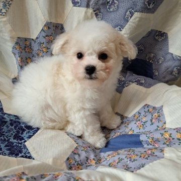 ビションフリーゼ【千葉県・男の子・2022年11月13日・ホワイト】の写真「モフモフの僕
良血統」