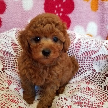 トイプードル(タイニー)【千葉県・男の子・2016年10月13日・レッド】の写真「色素ばっちり　　PRA発症しません。」