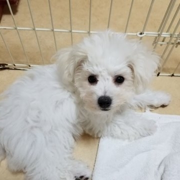 ビションフリーゼ【千葉県・女の子・2016年7月24日・ホワイト】の写真「良血統　小ぶりです。」