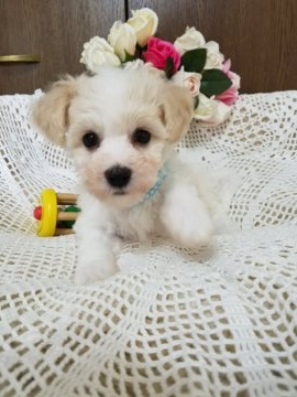 ビションフリーゼ【千葉県・男の子・2021年7月21日・ホワイト】の写真「骨太、短足君」