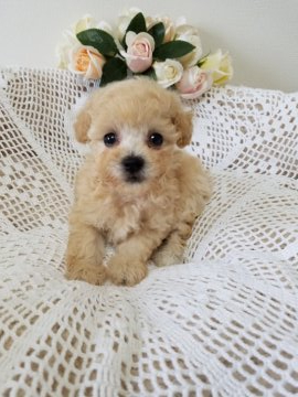 ビションプー(ビション×トイプー)【千葉県・女の子・2021年5月16日・クリーム】の写真「抜け毛なし
モコモコ、コロコロ小さな女の子」