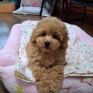 トイプードル(タイニー)【千葉県・女の子・2022年5月2日・レッド】の写真「お顔の可愛いしっかりめの女の子」