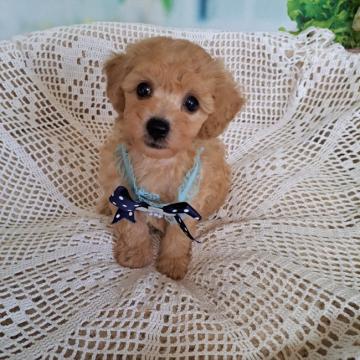 トイプードル(タイニー)【千葉県・男の子・2022年7月25日・レッド】の写真「薄めレッド　
お顔の可愛い僕ちゃん」