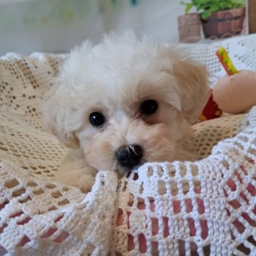 ビションプー(ビションプー×ビションフリーゼ)【千葉県・男の子・2022年11月7日・ホワイト】の写真「骨太君
しっかりした子」