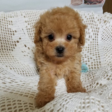 トイプードル(タイニー)【千葉県・男の子・2022年5月2日・レッド】の写真「小ぶりでお顔の可愛い子」