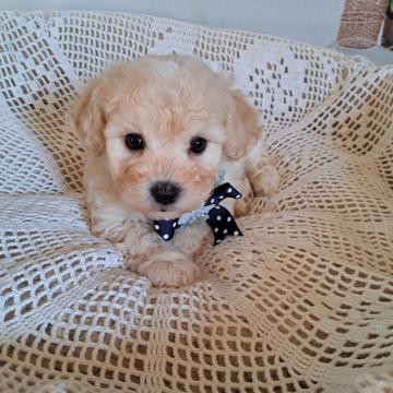 ビションプー(ビションプー×ビションフリーゼ)【千葉県・男の子・2022年11月7日・クリーム】の写真「骨太君
しっかりした子」