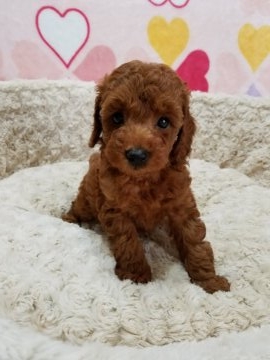 トイプードル(タイニー)【千葉県・女の子・2018年4月21日・レッド】の写真「濃いめのレッドで色素がばっちりな子です。」