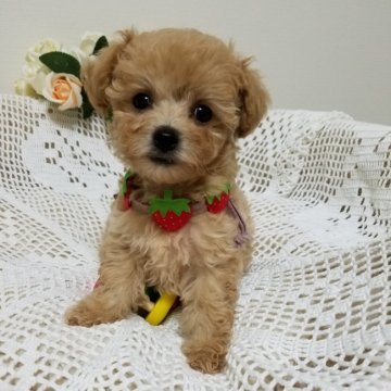 ビションプー(ビション×トイプー)【千葉県・女の子・2021年5月16日・アプリコット】の写真「女の子らしい優しいお顔」