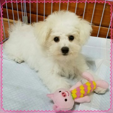 ビションフリーゼ【千葉県・女の子・2016年7月24日・ホワイト】の写真「お顔の可愛い女の子♪」