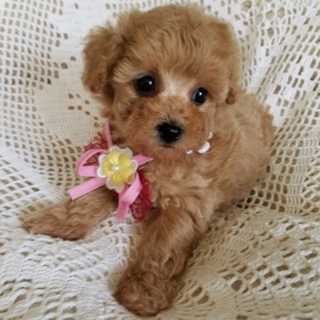 トイプードル(タイニー)【千葉県・女の子・2022年5月2日・レッド】の写真「小さめタイニー
お目目クリクリ」