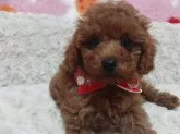タイニープードル【千葉県・男の子・2014年8月3日・レッド】の写真1