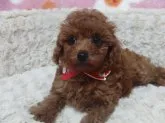 タイニープードル【千葉県・男の子・2014年8月3日・レッド】の写真3