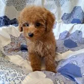 タイニープードル【千葉県・女の子・2022年11月11日・レッド】の写真4