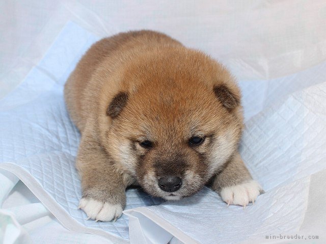 柴犬専門で３０年以上繁殖をしています。｜田路　雅之(とうじ　まさゆき)ブリーダー(奈良県・柴犬・日本犬保存会登録)の紹介写真1