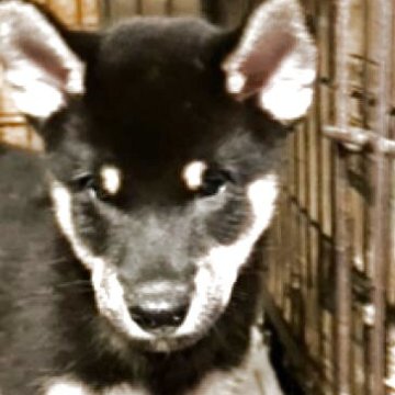 柴犬(標準サイズ)【奈良県・男の子・2025年8月8日・黒】の写真「3０年以上にわたって柴犬の繁殖をしています。」