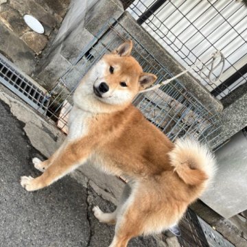 柴犬(標準サイズ)【奈良県・男の子・2024年3月19日・赤】の写真「柴犬専門。30年以上にわたって柴犬の繁殖しています」