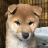 柴犬(標準サイズ)