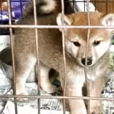 柴犬(標準サイズ)