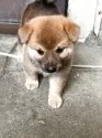 柴犬(標準サイズ)【奈良県・女の子・2025年7月20日・赤】の写真3