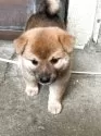 柴犬(標準サイズ)【奈良県・女の子・2025年7月20日・赤】の写真4