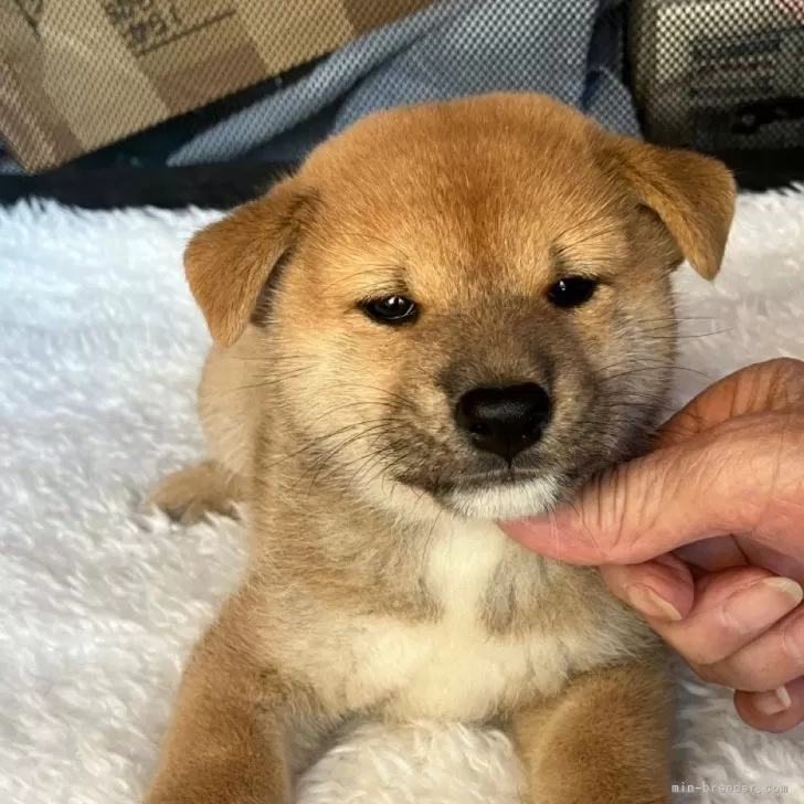 ID:2409-06023の子犬