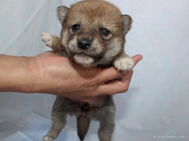 ID：1704-01462の子犬