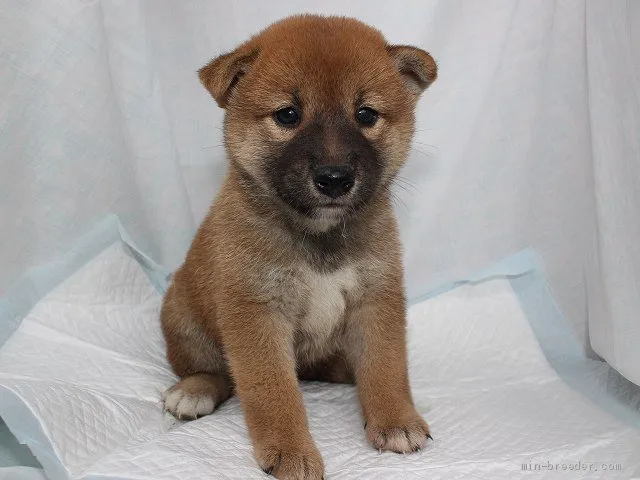 ハルさん 様のお迎えした子犬