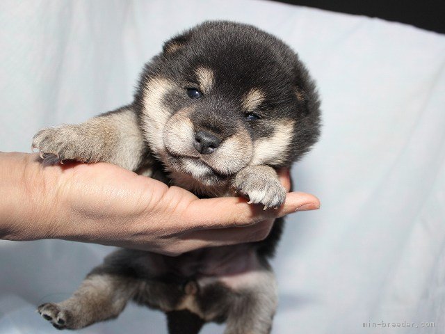 柴犬 奈良県 女の子 17年2月4日 黒 かわいい柴犬の赤ちゃんです みんなのブリーダー 子犬id 1703