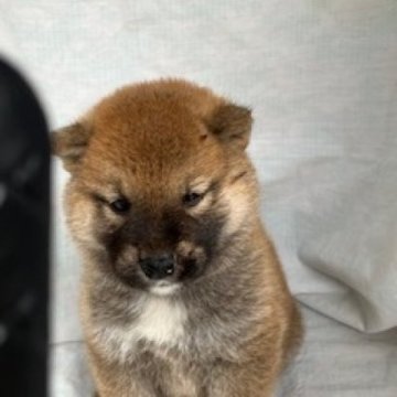 柴犬(標準サイズ)【奈良県・男の子・2024年6月5日・赤】の写真「柴犬専門。30年以上にわたって柴犬の繁殖しています」