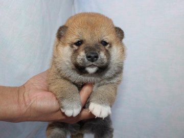 柴犬(標準サイズ)【奈良県・女の子・2017年1月4日・赤】の写真「」