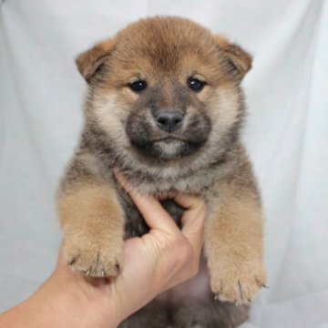柴犬(標準サイズ)【奈良県・男の子・2022年12月4日・赤】の写真「柴犬専門犬舎発!!30年以上柴犬を繁殖しています。」