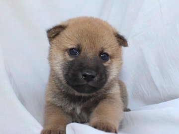 柴犬(標準サイズ)【奈良県・男の子・2020年12月3日・赤】の写真「柴犬専門犬舎発!!30年以上柴犬を繁殖しています。」