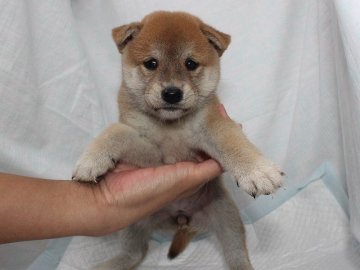 柴犬(標準サイズ)【奈良県・女の子・2020年6月9日・赤】の写真「柴犬専門犬舎発!!30年以上柴犬を繁殖しています。」