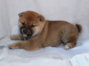 柴犬(標準サイズ)【奈良県・男の子・2017年3月12日・赤】の写真「かわいい柴犬の赤ちゃんです。」