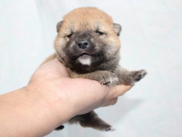 柴犬(標準サイズ)【奈良県・男の子・2017年3月12日・赤】の写真「かわいい柴犬の赤ちゃんです。」