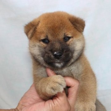 柴犬(標準サイズ)【奈良県・男の子・2023年8月17日・赤】の写真「柴犬専門犬舎発!!30年以上柴犬を繁殖しています。」