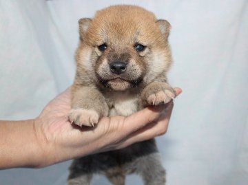 柴犬(標準サイズ)【奈良県・男の子・2017年1月31日・赤】の写真「かわいい柴犬の赤ちゃんです。」