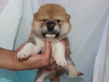 柴犬(標準サイズ)【奈良県・男の子・2020年5月29日・赤】の写真「柴犬専門犬舎発!!30年以上柴犬を繁殖しています。」