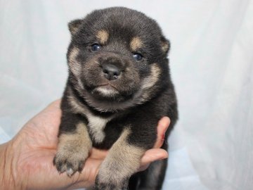 柴犬(標準サイズ)【奈良県・女の子・2017年2月4日・黒】の写真「かわいい柴犬の赤ちゃんです。」