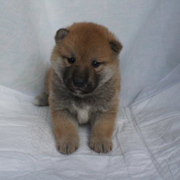 柴犬(標準サイズ)【奈良県・女の子・2024年1月2日・赤】の写真「柴犬専門。３０年以上にわたって柴犬の繁殖しています」