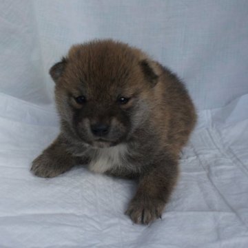 柴犬(標準サイズ)【奈良県・男の子・2024年1月2日・赤】の写真「柴犬専門。３０年以上にわたって柴犬の繁殖しています」