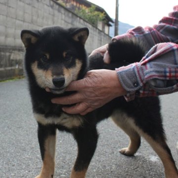 柴犬(標準サイズ)【奈良県・男の子・2023年8月17日・黒】の写真「小ぶりです。それほど大きくならないと思います。」