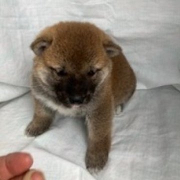 柴犬(標準サイズ)【奈良県・男の子・2024年6月5日・赤】の写真「柴犬専門。30年以上にわたって柴犬の繁殖しています」