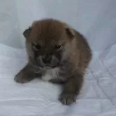 柴犬(標準サイズ)【奈良県・男の子・2024年1月2日・赤】の写真1