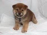 柴犬(標準サイズ)【奈良県・男の子・2022年12月4日・赤】の写真5