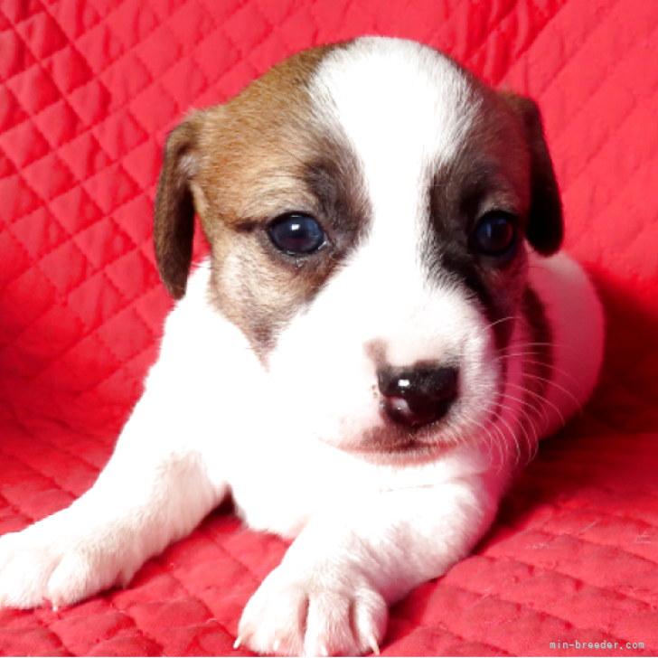 ブリーダー画像