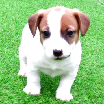 ジャックラッセルテリア【宮崎県・男の子・2025年10月7日・ホワイト&タン】の写真「短足タイプのとても可愛い子です。」