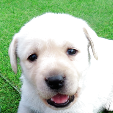 ラブラドールレトリバー【宮崎県・女の子・2025年11月10日・イエロー】の写真「★頭脳明晰な血統です！！」